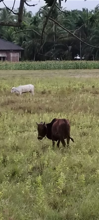 This image depicts a rural scene in Keudealuerheung, Indonesia, likely during daylight hours under an overcast sky, suggesting a humid or potentially rainy day common in tropical climates. The foreground is dominated by a field of lush green grass and vegetation, with a darker brown cow grazing calmly. The cow is facing left, its head lowered as it eats. In the mid-ground, a lighter-colored cow, possibly white or light grey, is also grazing. Further in the background, a row of green crops, likely corn or a similar plant, stretches across the landscape. Beyond the crops, a dense grove of palm trees forms a natural backdrop, typical of the region. To the left of the frame, a portion of a building with a dark roof and brick walls is visible, hinting at human habitation or agricultural structures nearby. The overall atmosphere is serene and pastoral, evoking a sense of peaceful rural life. No visible text is present in the image.