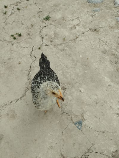 A high-angle shot shows a young chicken with black and white speckled feathers standing on a cracked, light-colored surface. The chicken is facing the camera, with its head tilted slightly to the right. Its beak is orange, and its legs and feet are also orange. Small green weeds are scattered across the ground, suggesting an outdoor setting. The ground appears to be a dry, dusty surface, possibly soil or concrete, with visible cracks and some small stones. The lighting suggests it is daytime, and there are no specific indicators of weather conditions. The image seems to be taken in Kenesh, Kyrgyzstan, as per the location context. There is no visible text in the image.