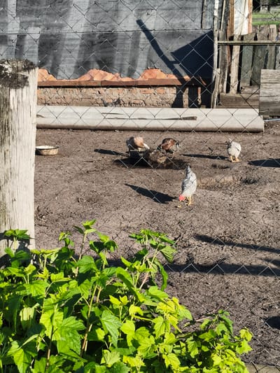 The image depicts an outdoor scene within a fenced enclosure in the village of Ilmino, Russia. The enclosure appears to be a chicken coop or run, with sandy, dirt ground. Several chickens are visible within the enclosure, foraging or standing. In the foreground, a lush green bush with large leaves occupies the lower portion of the frame, obscuring part of the fence. The background features a rustic wooden fence and a weathered wooden post, along with some corrugated metal sheeting and brickwork, suggesting a rural or agricultural setting. The lighting indicates it is daytime, with shadows cast by the fence and objects within the enclosure.