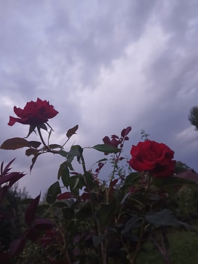 The image is an outdoor, low-angle shot of a rose bush with two red roses against a cloudy sky. One rose is fully bloomed and in focus, located in the upper right quadrant of the frame. The second rose is less open and in the lower left quadrant, slightly out of focus. The leaves of the rose bush are dark green and some appear to have a reddish hue. The sky is overcast with large, textured clouds in shades of grey and purple, suggesting a dim or twilight setting. The overall mood is somewhat somber or melancholic, possibly due to the cloudy sky and the low-angle perspective which makes the roses appear to be reaching upwards. No text is visible in the image. The context provided, Auk, Kyrgyzstan, suggests a natural outdoor setting, likely a garden or park. The time of day is likely late afternoon or early evening, given the cloud cover and soft light.