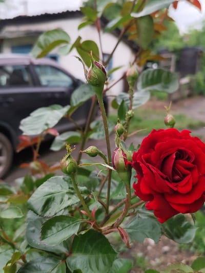 In Shakhtarsk, Ukraine, a vibrant red rose bloom stands in sharp focus, its velvety petals unfurling. Several rosebuds, in various stages of development, are visible on the thorny stem, some tightly closed and others showing hints of red. The background is softly blurred, revealing a dark-colored vehicle parked near a building with white walls and a dark roof. The scene appears to be an outdoor setting, possibly a garden or yard, with green foliage and hints of gravel on the ground. The lighting suggests an overcast day.