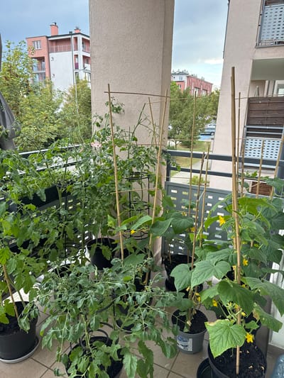 The image shows a balcony garden on an overcast day, with apartment buildings and trees visible in the background. Several potted plants, including tomato plants and cucumber plants with yellow flowers, are arranged on the balcony. The plants are supported by bamboo stakes. A railing and part of the building's facade are also visible. The scene appears to be a residential area in the city of Rzeszów, Poland.