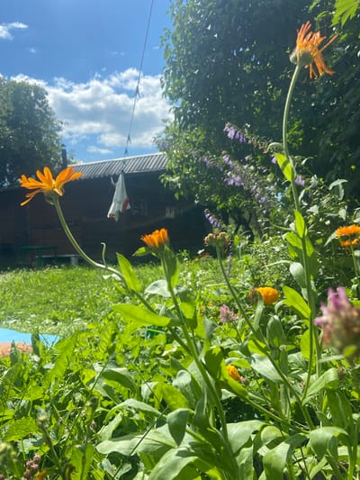 In a grassy yard, bright orange flowers bloom in the foreground. Behind them, a wooden house with a gray roof stands amidst lush green foliage. The sky above is a brilliant blue, dotted with fluffy white clouds. The scene appears to be a tranquil summer day in Novorznev, Russia, with the warm sunlight illuminating the vibrant colors of nature.