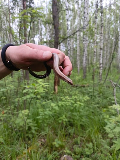 A person's hand is holding a slow worm in a forest near Priozernyi, Russia. The slow worm is light brown with a darker brown underside. The person's hand is pale and has a black bracelet on the wrist. The forest is filled with birch trees and green undergrowth. The image is taken from a low angle, looking up at the hand and slow worm.