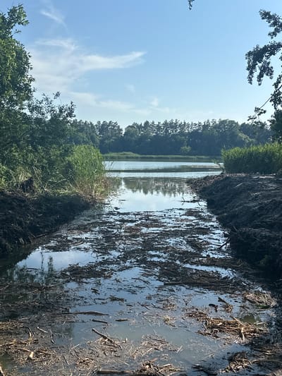 The image depicts a natural scene with a body of water, likely a small lake or pond, and its muddy, debris-filled bank. Tall, green reeds and trees line the opposite bank, creating a lush backdrop. The sky is clear and blue with a few wispy white clouds. The water reflects the sky and surrounding greenery, creating a peaceful, serene atmosphere. The time of day appears to be morning or afternoon, with bright sunlight illuminating the scene. There are no people or man-made objects visible, suggesting a remote or natural setting. The image conveys a sense of tranquility and the beauty of nature. The location is Khlypnivka, Ukraine.