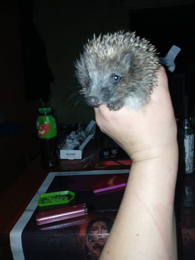 The image captures a close-up view of a small hedgehog being held in a person's hand. The hedgehog, with its characteristic spiny fur and beady eyes, is positioned in the foreground, partially obscuring the hand holding it. A dark, fuzzy object, possibly a piece of clothing or fabric, is visible near the hedgehog's back. The background is dimly lit and appears to be an indoor setting. To the left of the hedgehog, a green bottle with a label featuring an apple and fruit imagery is noticeable. Next to the bottle, a small white box with the text "RE.CARE FORMULATIONS" is present. Further to the right, a spray bottle with a decorative pattern is partially visible. In the lower portion of the image, a dark surface is seen, with a green tray containing small dark objects, a pink electronic device, and a pink rod-like object. The overall scene is dark, with the primary light source seemingly focused on the hedgehog and the hand. The image does not provide any specific information about the location in the city of Chutove, Ukraine, or any details that would indicate a forensic context.