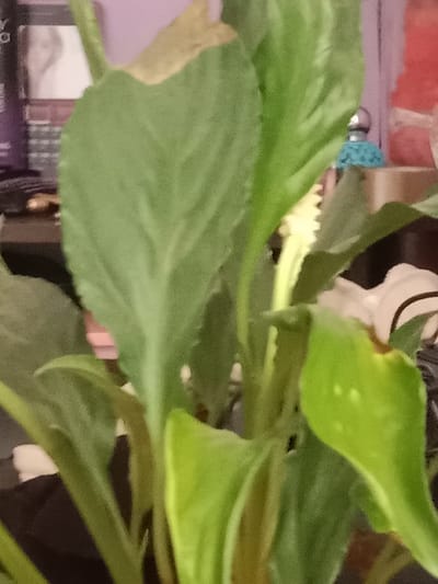 A close-up shot captures a vibrant green houseplant, likely a peace lily, with a single white spathe-like flower emerging from its center. The plant's broad, ovate leaves, some with light brown tips, fill the frame, obscuring the background. Hints of decorative items and a purple wall are visible behind the foliage. The overall impression is of a healthy indoor plant, potentially located in a domestic setting. No specific location within Vulcănești, Moldova, can be identified from the provided image.