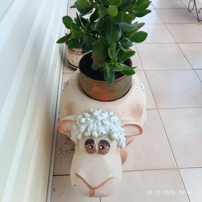 This is a close-up, eye-level, outdoor shot of a decorative sheep planter holding a jade plant. The planter is made of a light-colored ceramic and features a stylized sheep face with white woolly hair, brown eyes with black pupils, and a pinkish snout and ears. The plant itself has thick, green, oval-shaped leaves. In the background, a white ribbed wall is visible to the left, and a tiled floor extends to the right. The lighting suggests it is daytime. The scene is set on a tiled patio, possibly in an urban environment, but there is no specific indication of its location within the city of Dagomys, Russia. A date and time stamp, "08.07.2026 08:54," is visible in the lower right corner of the image.