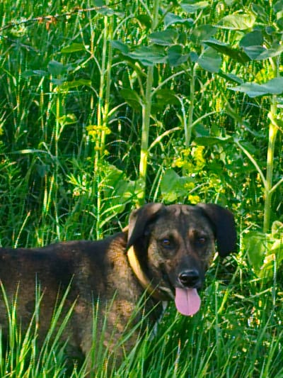 A medium shot captures a brindle dog with its mouth open and tongue out, panting. The dog is mostly surrounded by tall, green grass and appears to be standing in a field of sunflowers. The dog is wearing a yellow collar. The lighting suggests it is daytime, possibly late afternoon due to the warm, dappled sunlight filtering through the foliage. The background consists of the stalks and leaves of sunflowers, some of which are blurred, creating a sense of depth. The dog's expression is alert and possibly happy, with its eyes looking towards the viewer. The overall scene evokes a sense of warmth and the outdoors, likely a rural setting in Psilske, Ukraine, given the sunflower prevalence. There is no visible text in the image.