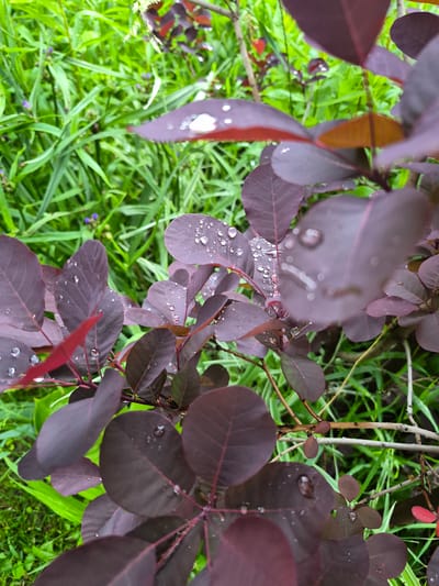 The image displays a close-up view of a plant featuring numerous dark, reddish-purple, ovate leaves. Many of these leaves are covered in clear, reflective water droplets of various sizes, indicating recent precipitation or dew. The texture and prominent venation are visible on several in-focus leaves. In the blurred background, a vibrant expanse of light green foliage, primarily consisting of slender grass blades and other indistinct plants, provides a stark color contrast. Scattered within this green background are a few small, out-of-focus purple flower buds or blossoms. The scene depicts natural vegetation in an outdoor setting under soft, diffused lighting. No human figures, animals, or man-made structures are discernible within the frame. The image lacks verifiable geographic markers to confirm a specific location such as Hlevakha, Ukraine.
