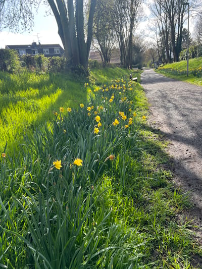 The image depicts a path in Würselen, Germany, lined with blooming daffodils. A gravel path runs alongside a grassy area filled with the yellow flowers. Trees border the path, casting shadows on the ground. In the distance, buildings are visible. The overall scene suggests a spring day in a suburban or park-like environment.