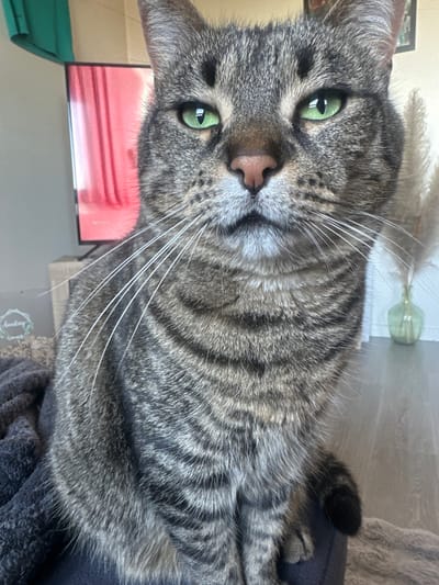 The image displays a close-up portrait of a domestic tabby cat, oriented 90 degrees clockwise from standard upright viewing. The cat's face is central, characterized by striking bright green eyes with vertical pupils and a soft pink nose. Its fur is a distinct pattern of gray and black stripes, darker on the body and lighter on the muzzle, with prominent long white whiskers fanning out.
The cat appears calm and is looking directly at the camera. Its body is partially visible, resting on a textured dark blue or gray fabric, possibly a blanket or apparel, which occupies the lower right portion of the frame. A small, dark section of its striped tail is also visible on the right.
In the background, to the left of the cat's head, there's a soft red and orange hue, suggestive of a screen or reflection, with a turquoise object partially visible below it. Towards the top right, a light green glass vase holds fluffy, light-colored decorative foliage, possibly pampas grass, against a light wall. A small decorative item with a circular design can be seen below the cat on a surface to the right.
The overall scene is an indoor setting, emphasizing the cat's detailed features and fur. There is no visible text in the image. The photograph captures a quiet moment in what appears to be a home environment in Châtenay-Malabry, France.