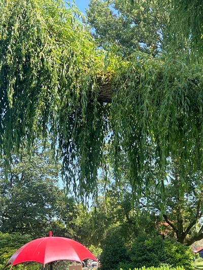 The image captures a scene dominated by lush greenery under a clear blue sky. A prominent weeping willow tree drapes its long, slender branches across the upper portion of the frame, casting a dappled shade. In the foreground, a bright red, oversized umbrella-shaped structure is visible. The background reveals more dense foliage, suggesting a park or garden setting. The presence of the umbrella, possibly a decorative or functional element within the park, adds a touch of whimsy to the otherwise natural landscape. There are no people clearly depicted in the image. The overall impression is one of a serene, verdant outdoor space on a sunny day. The exact location within Leeuwarden, Netherlands, cannot be determined from the image alone.