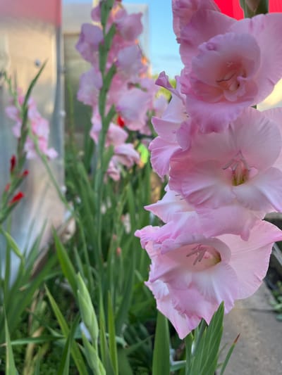 The image shows a close-up view of several pink gladiolus flowers in bloom. The flowers are arranged vertically on tall green stems. The petals are a soft pink color with some white undertones and darker pink edges. In the background, blurred green foliage and a hint of a structure that appears to be a greenhouse or a protective covering are visible. The scene is outdoors, with a clear blue sky visible in the upper right corner. There are no people or animals present in the image. The location is identified as Novotroitsk, Russia.