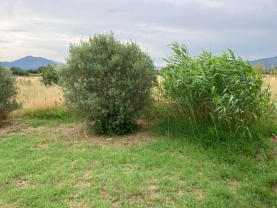 This image shows an outdoor scene in the vicinity of Γαλλικός, Greece. In the foreground, there is a patch of green grass with some dried patches. To the left, an olive tree is visible with dense green foliage. To the right, a thicket of tall green reeds or bamboo is growing. In the background, beyond the olive tree and reeds, a field of dry, golden grass or crops extends towards a distant mountain range under a cloudy sky. The scene depicts a natural, rural environment.