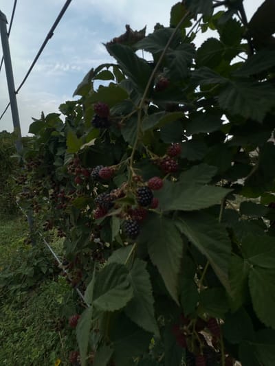 In Jaukаshty, Uzbekistan, a blackberry bush is captured in a close-up, vertical shot. The bush is laden with ripe blackberries, a mix of deep purple and black, interspersed with some that are still red. The berries hang in clusters on thin stems, surrounded by large, dark green leaves. A grey metal support pole runs vertically along the left edge of the frame, and thin wires are visible crisscrossing through the upper portion of the image. The background shows more of the blackberry bushes, suggesting a field or cultivated area, with a cloudy sky overhead. The lighting is overcast, creating a diffused light that highlights the texture of the berries and leaves. There are no people visible in the image.