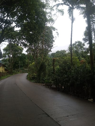 A winding paved road cuts through lush greenery. Towering trees line the road, their leaves creating a dense canopy. Fog hangs over the distant hills. The road surface appears damp, reflecting the overcast sky. A yellow building sits behind a fence on the left. Vegetation encroaches on the roadside, blurring the transition between the road and the dense forest. The scene evokes a sense of tranquility and remoteness.