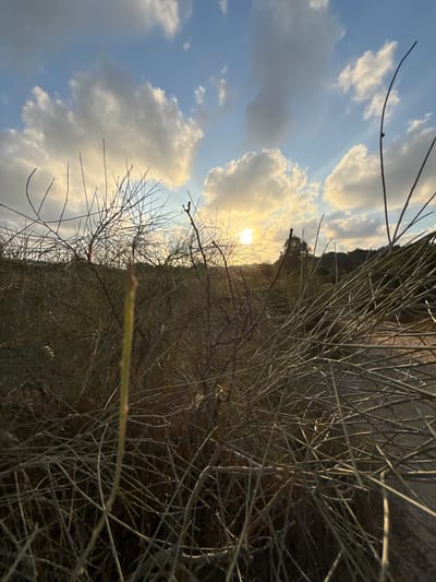 The image captures a natural landscape scene in the city of Palmachim, Israel, during sunset. The foreground is dominated by dense, dry brush and thin, tangled branches, creating a textured, almost abstract visual. A single, pale green sprout stands out in the center of the frame, contrasting with the surrounding dry vegetation. In the background, rolling hills covered with greenery recede into the distance. The sky is a mix of pale blue and scattered clouds, with the setting sun breaking through them, casting a warm, golden light that illuminates the scene. Rays of sunlight fan out from the sun, highlighting the clouds and the landscape. The overall impression is one of a serene, natural environment at dusk.
