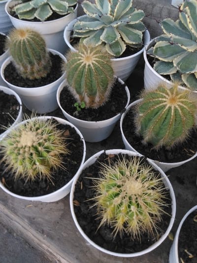 The image displays a close-up arrangement of multiple potted plants, primarily cacti and succulents, situated on a weathered grey surface in Venecia, Costa Rica. Seven white plastic pots are fully visible, each containing a single plant in dark, loose soil. Three foreground pots feature spherical cacti with dense coverings of long, sharp, yellowish-white spines radiating from their green-yellow bodies. In the midground, three additional white pots contain globular, dark green cacti characterized by distinct ribs and a soft covering of fine, light-brown, hair-like spines; one of these pots additionally hosts a small green seedling. In the background, two larger white pots hold variegated succulents with thick, spiky leaves displaying patterns of green and cream-yellow. The plants are clustered tightly on a textured grey substrate, consistent with concrete or aged wood.