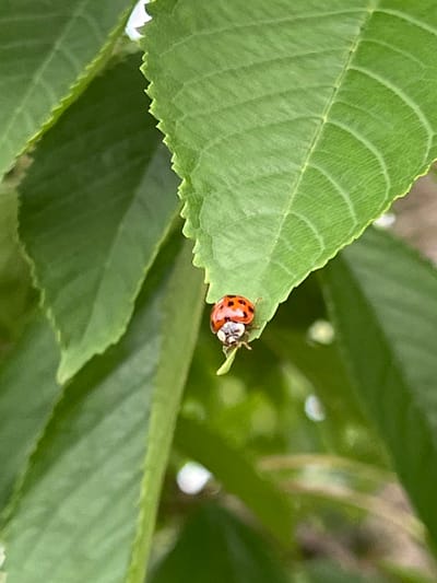 The image depicts a close-up view of a single ladybug, identified by its bright red, dome-shaped carapace marked with several prominent black spots, positioned on the edge of a verdant leaf. The ladybug's head, predominantly black with noticeable pale white sections around its mouthparts, and several dark legs are visible as it grips the leaf. The leaf it rests upon is a vibrant green, characterized by distinct, somewhat raised venation and a finely serrated, undulating edge. Other green leaves, both sharply defined and softly blurred, form the background, indicating a dense, natural vegetative environment. The composition focuses intently on the ladybug and its immediate leaf, with natural lighting illuminating the scene in Mshanets, Ukraine.