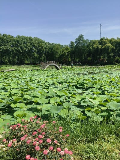 The image shows a pond in Wuhan, China, located at coordinates 30.544 latitude and 114.419 longitude. The pond is covered in large green lotus leaves and a wooden bridge spans the pond. The bridge is made of wood and has a curved design. There is a single person walking over the bridge. There are trees surrounding the pond. There are pink flowers in the foreground. The sky is clear and blue. There is a metal tower in the distance.