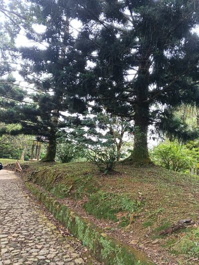 The image displays an outdoor scene in the city of Tah, Vietnam, characterized by a paved pathway and densely vegetated, elevated terrain under an overcast sky. A cobblestone path runs along the left side of the frame, bordered on its right by a low, moss-covered stone or concrete drainage channel. To the right of this channel, the ground elevates, covered with patchy green grass, scattered dry leaves, and areas of exposed soil. Two prominent evergreen trees, featuring dark green, needle-like foliage and thick, moss-covered trunks, stand in the midground. Numerous smaller bushes and trees are dispersed across the elevated area. In the distant left background, a structure composed of multiple vertical columns is partially visible through the foliage. No people are present in the scene.