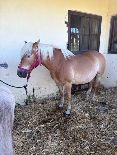 A light-brown horse with a white mane and a pink halter is standing near a wall in Selyanin, Bulgaria. The horse is tied to a rope and is near hay. The wall has a window with bars.