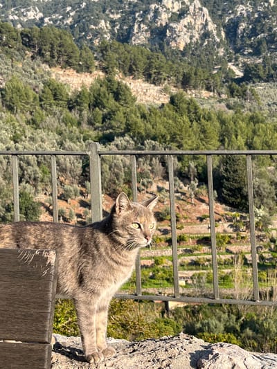 The image depicts a domestic cat standing on a rocky surface in Fornalutx, Spain, with a panoramic view of the Serra de Tramuntana mountains in the background. The cat, a tabby with a grey and light brown tortoiseshell pattern, features prominent greenish-yellow eyes and whiskers extending from its muzzle. It stands facing towards the right side of the frame, looking horizontally into the distance. Its left front paw is visible, resting on the rock, while a dark, weathered wooden object, possibly part of a bench or low wall, partially obscures its lower left flank in the foreground.
Immediately behind the cat is a dark, wrought-iron railing composed of vertical bars and a horizontal top rail, extending across the mid-ground of the image. Beyond this railing, the landscape descends into a steep valley characterized by extensive agricultural terraces, which are visible as layered horizontal strips of green vegetation, indicative of olive groves or citrus orchards. Further in the background, densely forested mountain slopes rise, featuring scattered rocky outcrops and a mix of evergreen trees, predominantly pines and olive trees. The lighting suggests a clear day with strong natural sunlight, illuminating the scene from the right, casting distinct shadows and highlighting the texture of the rocks and vegetation.
