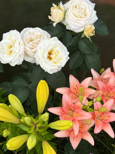 The image is a close-up, eye-level shot of a garden scene featuring a variety of flowers. In the upper portion, there are several white roses with subtle pink speckles on their petals. Some of these roses are fully bloomed, revealing their inner structures, while others are in bud or partially open. Below the roses, a cluster of vibrant pink lilies are in bloom, displaying their distinctive speckled patterns and prominent stamens. Interspersed with the lilies are bright yellow lily buds, tightly closed and pointing upwards. The background appears to be a dark, possibly blurred, garden setting with lush green foliage and a textured, dark surface that could be a greenhouse wall or fence. There are no people or animals visible in the image. The lighting suggests an outdoor environment, likely during the daytime. The location in the city of Боярка, Russia, is noted for its flora.
