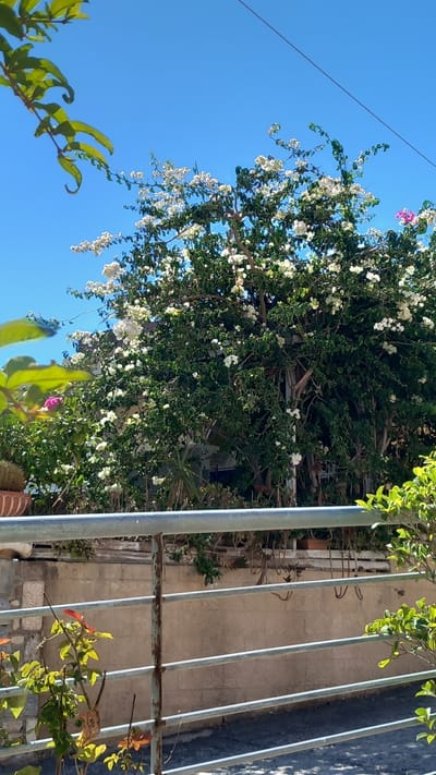 A sun-drenched outdoor scene in Platani, Greece, depicts a vibrant bougainvillea tree with white and pink blossoms, partially obscuring a light-colored building. In the foreground, a rustic metal railing runs horizontally, exhibiting signs of rust, and separates the viewer from a lower section of the scene. Below the railing, a plant with small, reddish-brown leaves grows. The backdrop is a light-colored wall, with more greenery visible in the upper right corner. A thin wire is stretched across the bright blue sky.