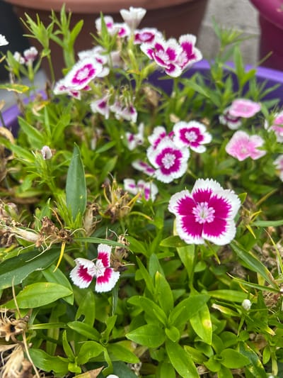 This media file is a close-up, overhead shot of a cluster of pink and white dianthus flowers. The flowers have fringed petals with a deep pink or magenta center. The foliage is a vibrant green, with some dried-out brown stems and seed heads interspersed throughout.
The scene appears to be outdoors, possibly in a garden or a planter. The lighting suggests it is daytime, with the sun illuminating the flowers from above. There are no people visible in the image. The background is blurred, but hints of a purple planter can be seen on the left side of the frame. The overall impression is one of natural beauty and the blooming of flowers. There is no visible text in the image.