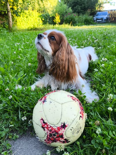 A Cavalier King Charles Spaniel lies on a lawn in Rodina, Russia, with a slightly worn soccer ball in front of it. The dog is predominantly white with brown markings on its head and back. It is looking upwards. The lawn is green and dotted with small white clover flowers. In the background, trees and bushes are visible, and a dark-colored car is parked behind a wooden fence. The lighting suggests it is daytime, with sunlight filtering through the trees, creating dappled shadows on the grass.