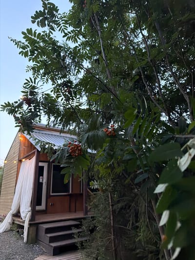 The image shows a small, rustic cabin with a corrugated metal roof. The cabin is made of wood and has a dark brown door and a window. A white curtain is draped over the entrance, and a string of lights is visible along the side of the cabin. Steps lead up to the porch of the cabin. The cabin is surrounded by lush green trees and foliage, with some branches and berries from a rowan tree hanging in the foreground. The sky is a pale blue, suggesting it is either early morning or late evening. The scene appears to be in a natural, possibly rural setting, rather than within a city. There are no people or animals visible in the image. The overall impression is one of a peaceful, secluded retreat.