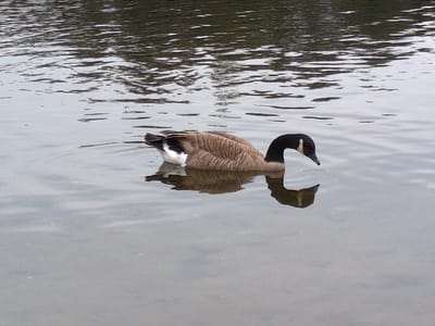 A Canada goose floats in a body of water, its long black neck gracefully curved downwards as it dips its head into the water. The goose's brown and tan body blends with its reflection on the water's surface. The water is rippled and reflective, suggesting a calm, overcast day. Tree branches are visible in the background.