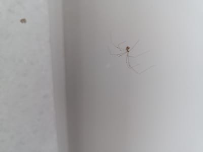 A small, light brown spider with long, thin legs is positioned on a plain white surface. The spider is facing to the right and its legs are spread out in various directions. In the upper left quadrant of the image, there is a small, dark brown speck, possibly a small insect or debris. The background is a smooth, white surface, which appears to be a wall or container. The lighting suggests an indoor environment. There are no recognizable landmarks or elements that would indicate a specific location within the city of Arkadag, Turkmenistan.
