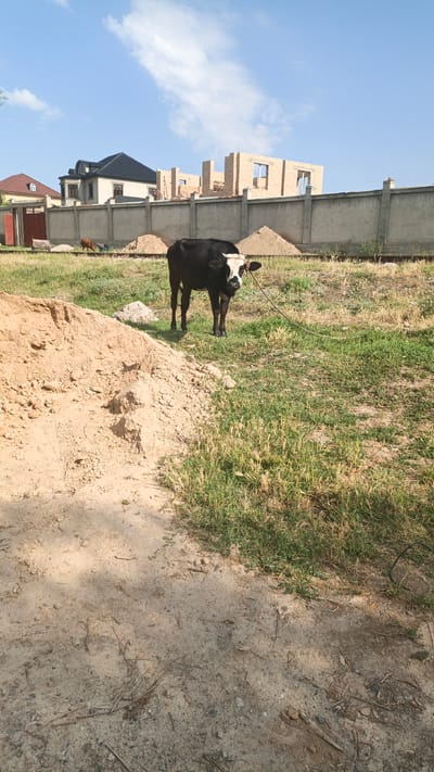 A black and white calf stands in a grassy field in front of a concrete wall. Behind the wall, construction is underway on a brick building. In the background, two houses are visible. A pile of sand is in the foreground to the left of the calf. The sky is blue with some clouds.