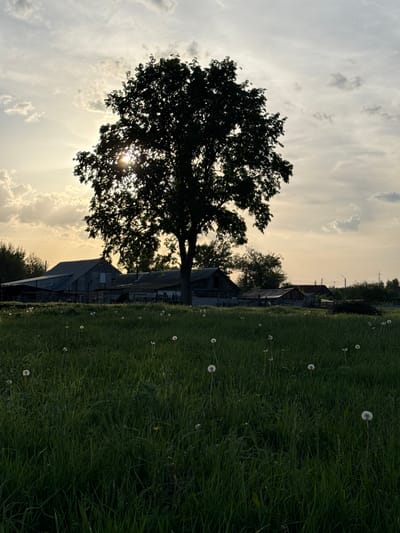 The image shows a rural scene, likely taken during the evening or early morning due to the warm, muted light in the sky. A large, silhouetted tree dominates the left side of the frame, with the sun peeking through its branches. Behind the tree and slightly to the right, there are several weathered, likely wooden buildings, indicating a village or farmstead. The right side of the image is filled with a lush, green field, populated with numerous white dandelions. The sky is filled with a mix of clouds and clear areas, with the light gradient suggesting a sunrise or sunset. While the location is stated as Ленино, Russia, there are no specific elements in the image that definitively confirm this. The buildings appear to be typical of rural structures.