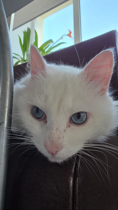 A close-up shot captures a fluffy white cat with striking blue eyes resting its head on a dark brown leather surface, possibly an armchair or sofa. The cat's fur is primarily white, with hints of pink visible in its ears. Its eyes are a vivid blue, and long white whiskers extend outwards from its nose. Behind the cat, a window reveals a clear blue sky and the silhouette of a plant with green leaves and a small orange flower. The setting appears to be indoors, with a metal object, possibly part of a chair or table, visible on the left side of the frame. There is no information available regarding the location in the city of Старошареево, Russia.