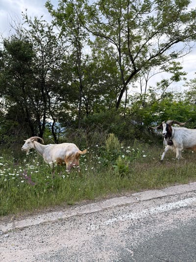 Two goats are in a grassy area with wildflowers next to a road. The goat on the left is light-colored with brown markings on its back and tail, and it is facing left, grazing. The goat on the right is mostly white with black and brown markings on its head and a bell around its neck, and it is facing the camera, walking right. The background consists of trees and foliage under a cloudy sky. The location is identified as Karnare, Bulgaria.