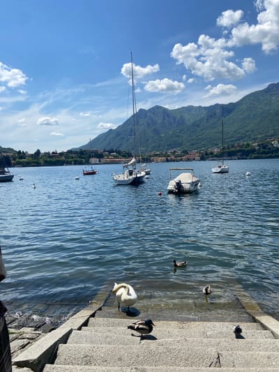 The image shows a sunny day on Lake Como in Lecco, Italy. Mountains rise in the background, with buildings along the shoreline. Several sailboats are moored in the blue water. Ducks and a swan stand on concrete steps leading into the lake. The sky is blue with puffy white clouds.
