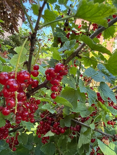 This is a close-up, upward-facing photograph of ripe red currants on a bush, likely in the city of Bad Oeynhausen, Germany. The currants are clustered on slender stems, with some bunches featuring numerous berries while others are sparser. The berries are a vibrant, translucent red and appear plump and juicy. The leaves of the bush are a healthy green, with visible veins and a slightly wrinkled texture. The branches supporting the currants are brown and woody, with some smaller green stems branching off. Sunlight filters through the leaves and berries, creating highlights and dappled shadows. In the background, out of focus, are glimpses of a building with light-colored walls and a red-tiled roof, suggesting a residential setting. The sky is a clear blue. There are no people or animals visible in the frame. The overall impression is one of a bountiful harvest in a natural, outdoor setting within a German urban environment.