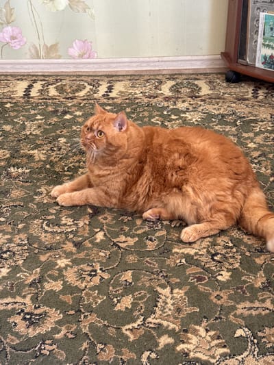 The image displays a fluffy, ginger-orange cat resting on a patterned rug in an indoor setting. The cat, the primary subject, occupies the central and right portions of the frame, lying stretched out with its head turned towards the viewer. Its large, curious yellow eyes and prominent white whiskers are clearly visible against its thick, well-maintained fur.

The rug features a traditional, ornate design with prominent shades of olive green, beige, and darker brown or black accents, creating a decorative backdrop. In the top-left corner, a dark wooden piece of furniture, likely a low shelf or cabinet, is partially visible. Beneath this furniture, a small, dark, rounded object can be discerned. To the left of the rug, there is a transition to a lighter, possibly wooden, floor or skirting board. Further left, a wall or curtain with a faded light green background and pink floral patterns adds to the domestic ambiance of the scene.

The natural lighting suggests it is daytime. The cat's posture and direct gaze convey an impression of alertness and curiosity. No text is visible within the image. The context provided indicates the location is Pesyanka, Russia, suggesting a typical home environment.