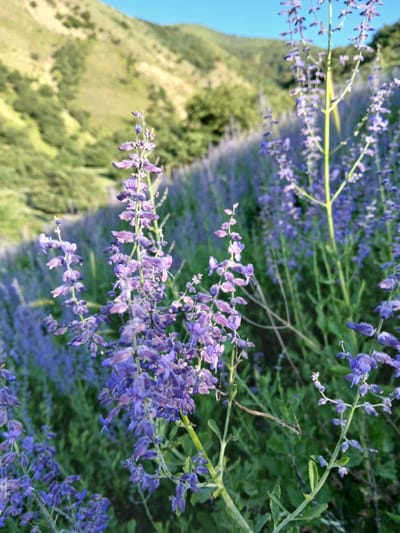 This media file features a close-up, low-angle shot of blooming purple flowers, likely Russian Sage given the location context of Taran-Bazar, Kyrgyzstan. The flowers are clustered on tall stalks with green foliage. The shallow depth of field blurs the background, creating a soft, dreamy effect. In the background, a lush green hillside under a clear blue sky is visible, suggesting a natural, outdoor setting. The lighting indicates it could be daytime, possibly late afternoon or early morning due to the soft light and shadows. There are no people or objects other than the plants, and no text is visible. The overall mood is tranquil and natural.