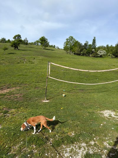 This image captures a vibrant outdoor scene on a sunny day in what appears to be a natural or recreational area in Šavnik, Montenegro. The primary subject is a brown and white dog, possibly a mixed breed, wearing a harness and attached to a leash. The dog stands on a lush green, grassy field in the foreground, with its shadow clearly visible to its right, indicating a bright sun.
In the midground, a volleyball net is set up across the grassy expanse, marked by white lines on the ground. Near the net, two balls are visible: a larger green and yellow one, and a smaller blue one. The ground around the dog and net is primarily grass, but there are scattered patches of light-colored gravel or small stones.
The background consists of rolling green hills covered with a mix of deciduous and evergreen trees, some of which appear to be in bloom with white flowers. The sky above is a clear, light blue with minimal cloud cover, suggesting pleasant weather. The overall setting is expansive and rural, ideal for outdoor activities. There is no visible text in the image.