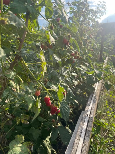 In Koniukhi, Russia, an outdoor scene captures a cluster of raspberry bushes laden with ripe red berries. The plants are lush with green leaves, some showing signs of browning or discoloration, suggesting they are in late-season growth. Sunlight filters through the foliage, creating a bright, hazy effect, particularly in the upper right quadrant of the image. In the foreground, a wooden structure, likely part of a garden bed or fence, runs diagonally from the bottom right corner towards the center. The wood appears weathered and light in color, with visible grain and a small nail protruding from the top plank. Beyond the raspberry bushes, the background shows more greenery and hints of a fence or building. The sky is visible through the leaves, appearing blue with some white clouds, illuminated by the sun. There are no people visible in the image.