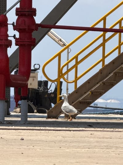 The image shows a close-up of industrial equipment and a bird. A seagull, with white and grey plumage, is perched on a metal beam, with its beak facing downwards as if looking for something. The seagull is in focus, while the background is slightly blurred.
Behind the seagull, there is a yellow metal structure that appears to be part of an industrial walkway or staircase. Below this structure, there is dark-colored machinery, possibly an engine or pump, with various hoses and electrical conduits attached. In the foreground, large red pipes with flanges are visible, suggesting an industrial or maritime setting, consistent with the provided location context of Mersat El Hadjadj, Algeria. The pipes are part of a complex system, likely for fluid or gas transport.
The scene is outdoors, under a clear blue sky, indicating daytime with good weather. The lighting suggests it is either morning or afternoon, with sunlight casting shadows. The overall atmosphere is one of industrial activity and the presence of wildlife in an urban or port environment. No visible text is present in the image. The image is oriented vertically, making it appear as if the seagull is looking down from a height.