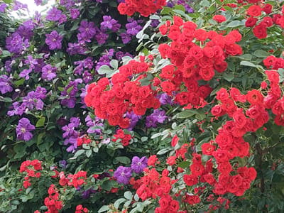 A close-up, eye-level shot captures a vibrant display of blooming flowers, primarily red roses and purple clematis, cascading across a green leafy background. The image is composed of dense foliage and a multitude of flowers, with the red roses dominating the foreground and right side of the frame, while the purple clematis fills the left side and upper portion. The lighting appears to be overcast, creating soft shadows and highlighting the rich colors of the blossoms. The scene is likely outdoors, given the natural setting of flowering plants. There are no people or animals visible in the image, and no specific urban features of Recea, Moldova are discernible.