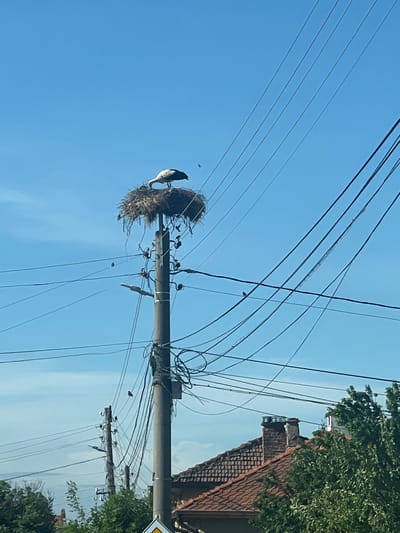 A daytime view shows a white stork perched on a large nest atop a concrete utility pole with numerous electrical wires running across a clear, light blue sky. The nest appears to be made of twigs, grass, and debris. The pole is located near buildings with red tiled roofs and green trees, suggesting an urban or suburban environment. The location is Brezovo, Bulgaria.