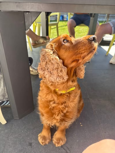 The image, taken in Bredene, Belgium, features a golden-brown dog lying on a dark tiled floor, looking upward attentively. The dog, possibly a Cocker Spaniel due to its curly fur and floppy ears, wears a bright yellow collar.
The setting is an outdoor patio or terrace, indicated by the dark tiled floor and bright sunlight creating sharp shadows. The perspective is from under a dark grey table, whose leg or underside partially obscures the view. Reflections and glimpses reveal parts of people: a man's legs and torso are visible in the table's surface, with green grass in the background. A foot in a golden sandal is seen under the table, along with parts of yellow-framed chairs and another person's leg wearing jeans and a striped sock.
The dog's upward gaze suggests it is focused on someone at the table, perhaps hoping for attention or food. Small crumbs are visible on the floor near the dog, supporting the idea of a mealtime environment. The bright lighting indicates a sunny day. No text is visible in the image.