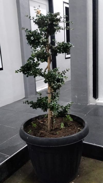 In Panteraya, Indonesia, a small, decorative tree is situated in a large black plastic pot. The tree has a central wooden stake supporting its trunk, which is adorned with lush green leaves and branches that twist and spread outwards. The pot sits on a dark gray tiled floor, with a subtle metallic trim bordering the area. In the background, a muted gray wall with vertical black stripes and a white door with a dark frame are visible. The scene appears to be indoors, possibly in a lobby or a covered outdoor area, with a clean and modern aesthetic.
